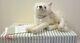 Steiff Winter Fox Alpaca with Swarovski Crystal Pendant Limited Edition 006661